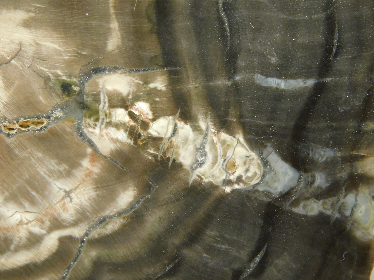 Petrified Wood Woodworthia Polished Slab Arizona #O2123-83