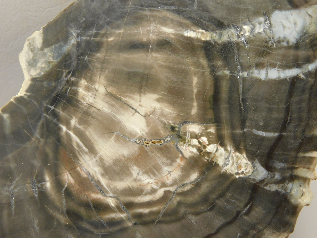 Petrified Wood Woodworthia Polished Slab Arizona #O2123-83