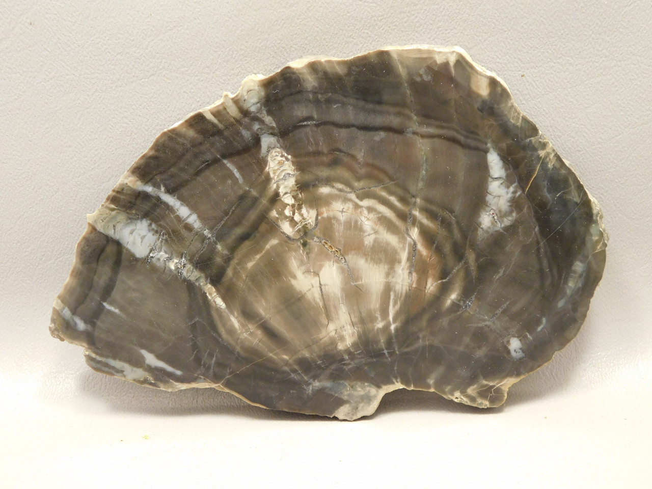 Petrified Wood Woodworthia Polished Slab Arizona #O2123-83