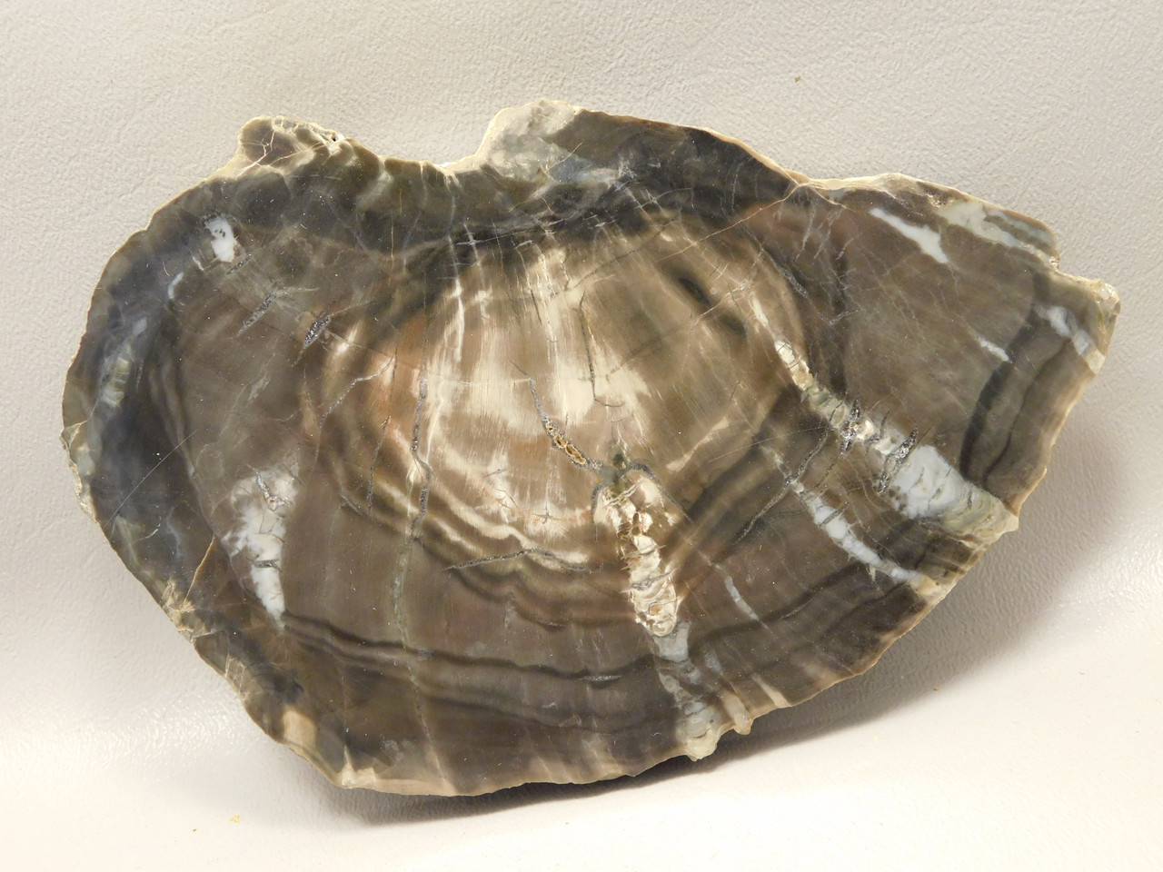 Petrified Wood Woodworthia Polished Slab Arizona #O2123-83