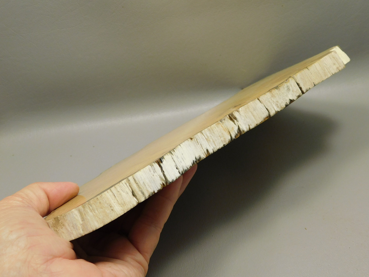 Petrified Wood Polished Slab Yakima Canyon, WA #O134-3