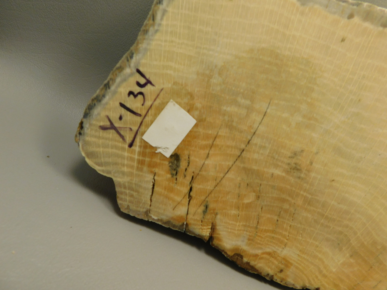 Petrified Wood Polished Slab Yakima Canyon, WA #O134-3