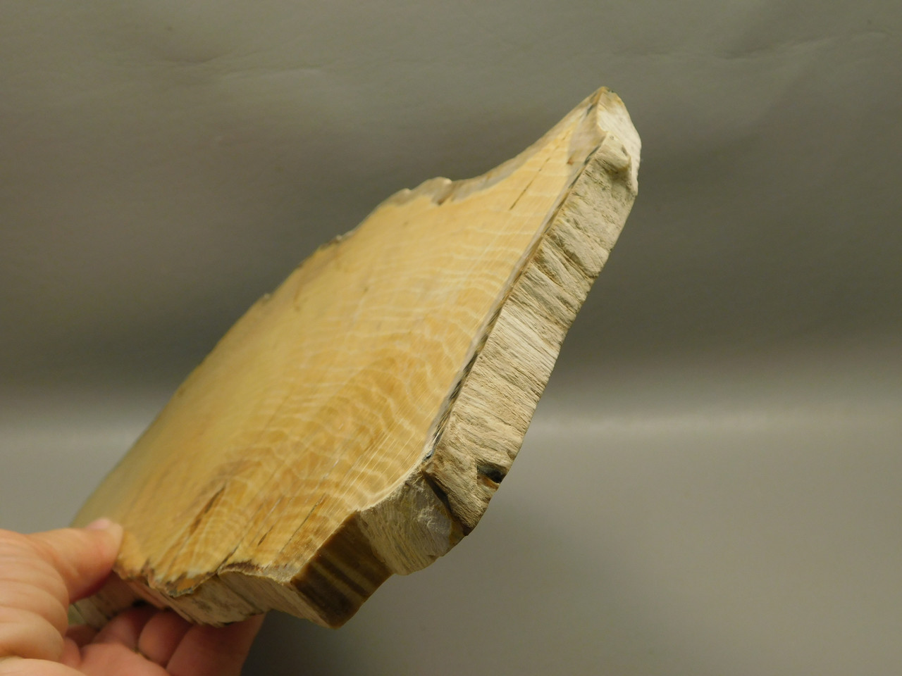 Petrified Wood Polished Slab Yakima Canyon, WA #O134-3