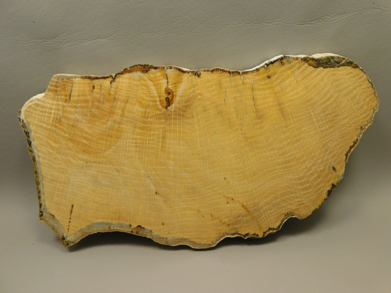 Petrified Wood Polished Slab Yakima Canyon, WA #O134-3