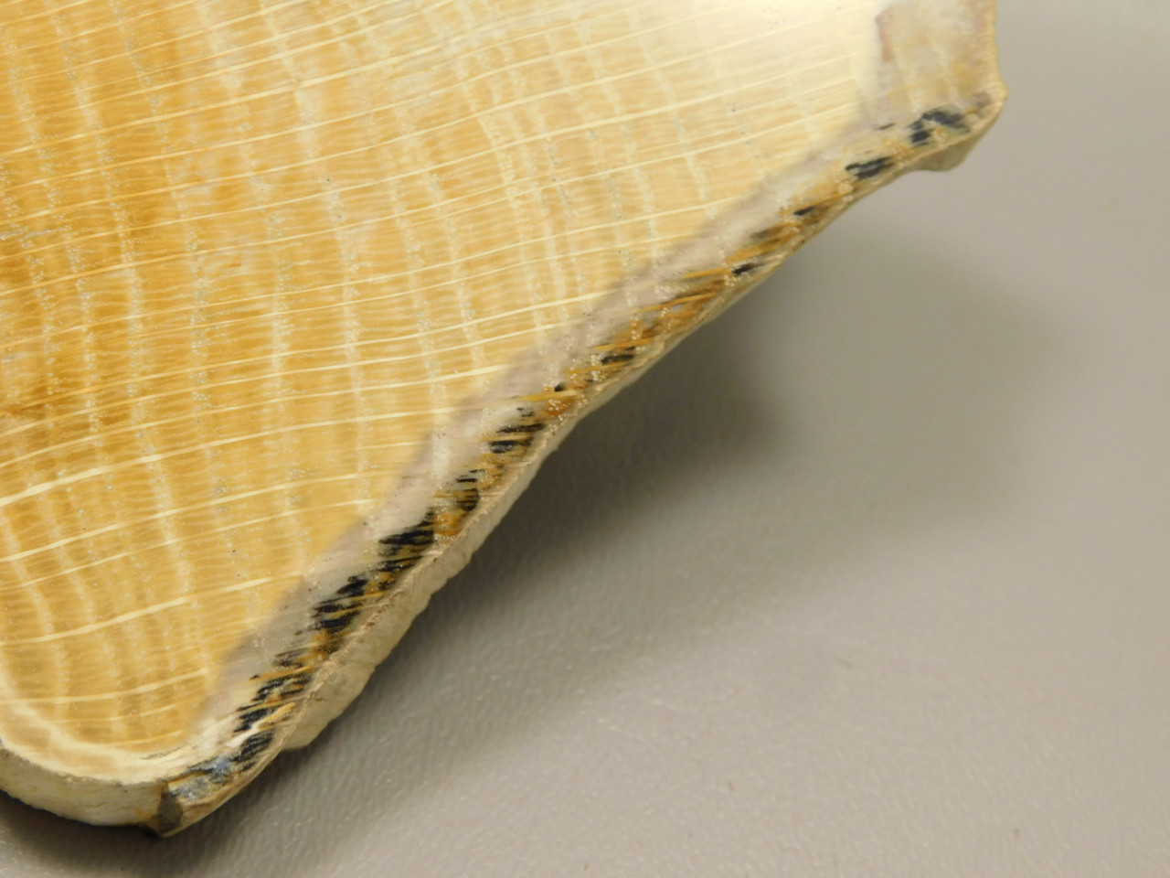 Petrified Wood Polished Slab Yakima Canyon, WA #O134-3