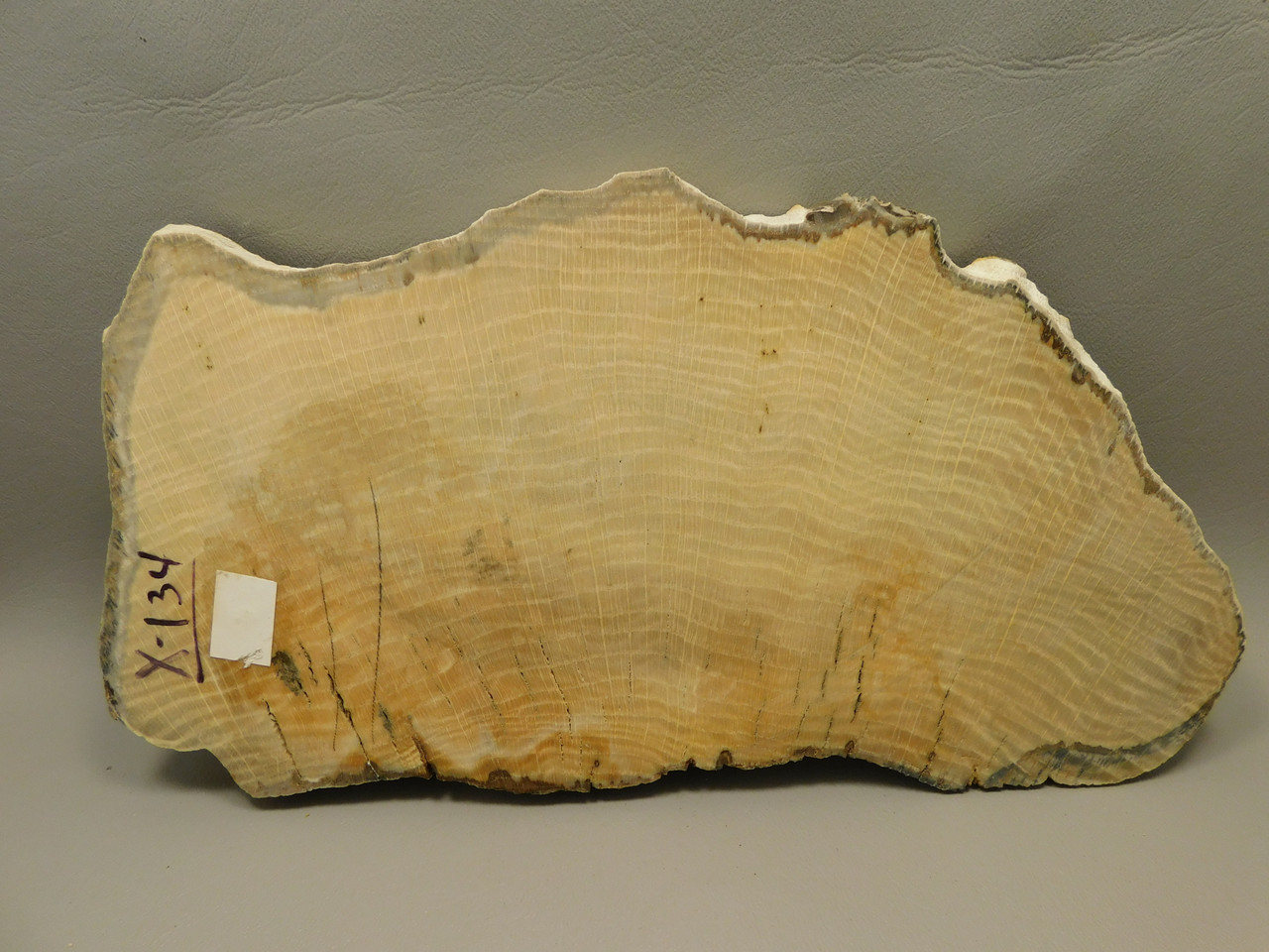 Petrified Wood Polished Slab Yakima Canyon, WA #O134-3