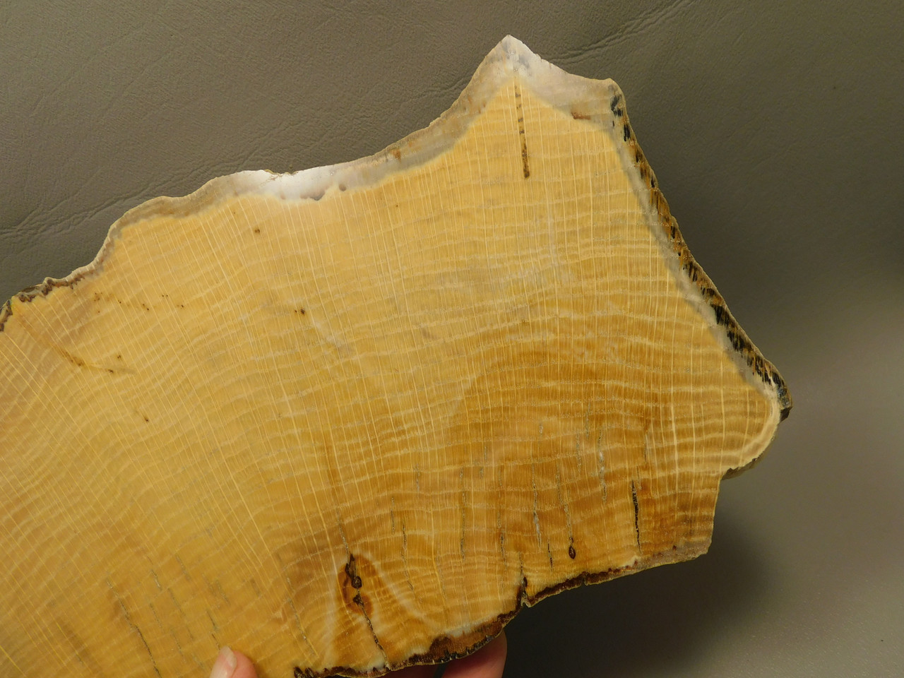 Petrified Wood Polished Slab Yakima Canyon, WA #O134-3