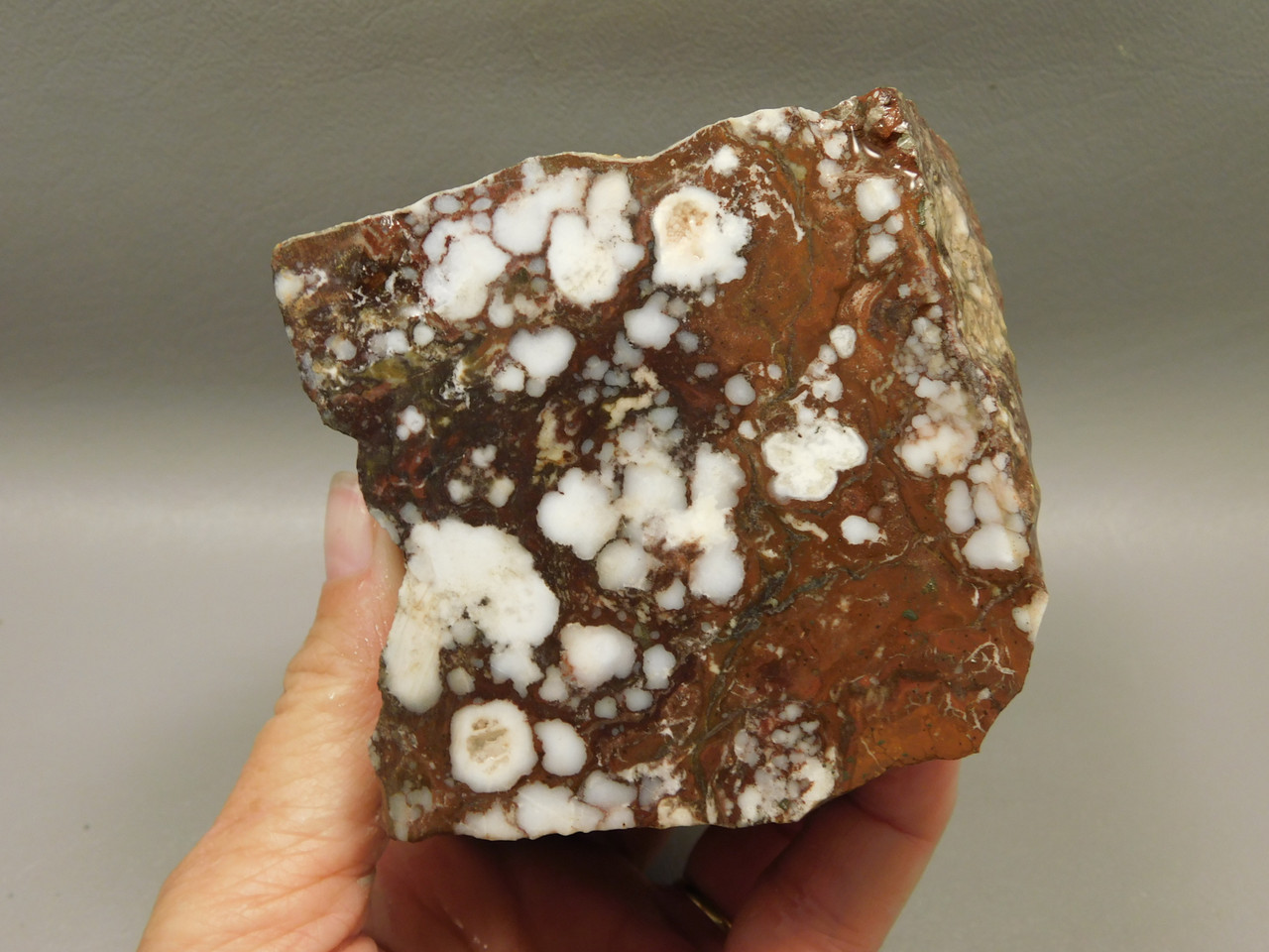Wild Horse Unpolished Rough Rock Lapidary Arizona #O26