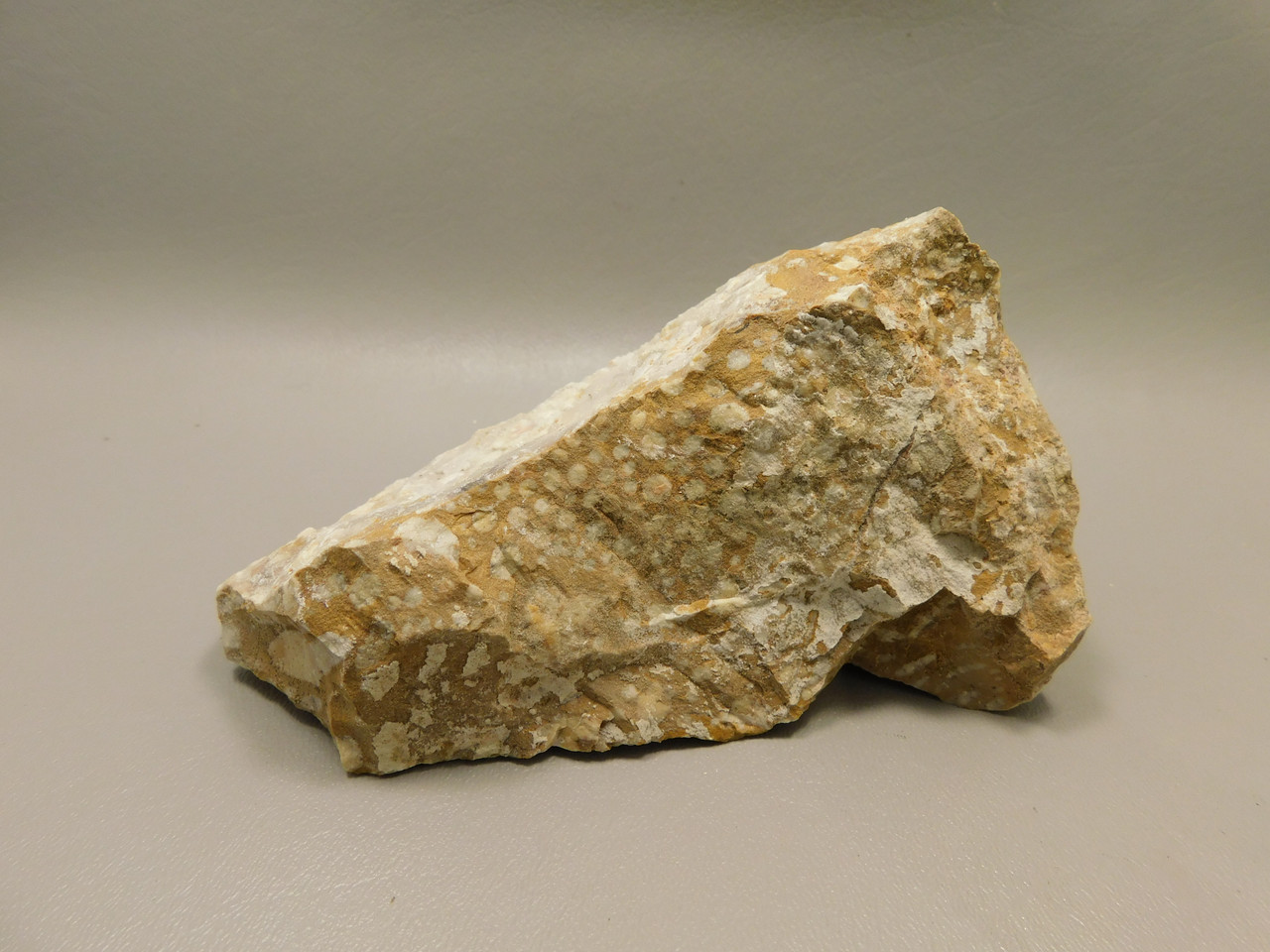 Spotted Fawn Stone or Tigilitis Lapidary Rough Rock #O2