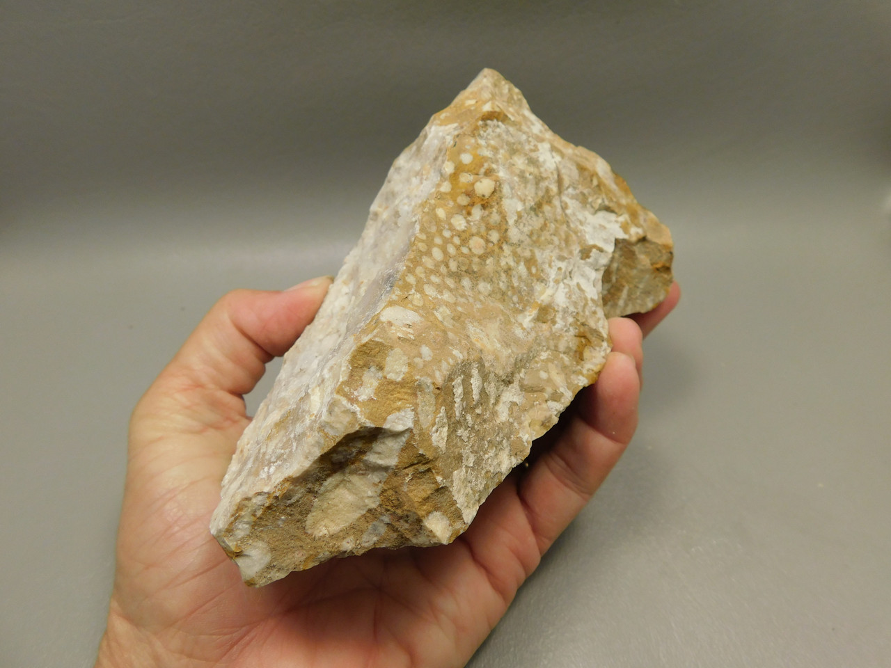 Spotted Fawn Stone or Tigilitis Lapidary Rough Rock #O2