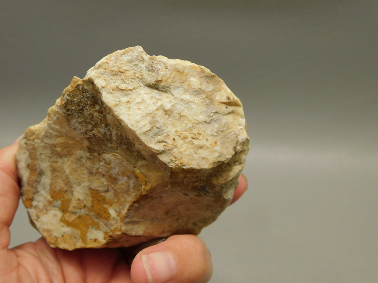 Spotted Fawn Stone or Tigilitis Lapidary Rough Rock #O4