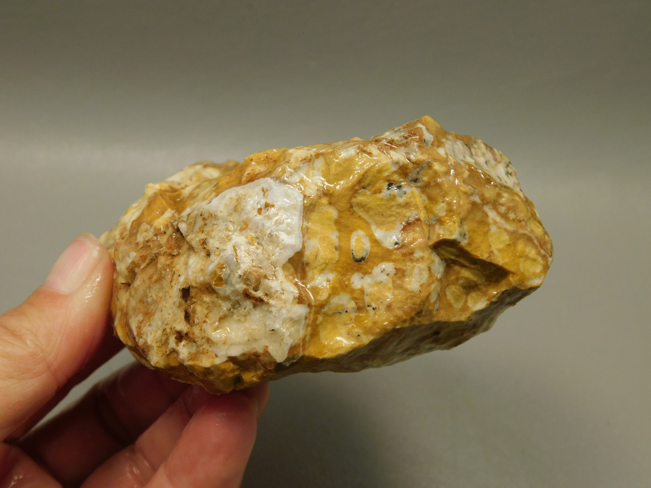 Spotted Fawn Stone or Tigilitis Lapidary Rough Rock #O4