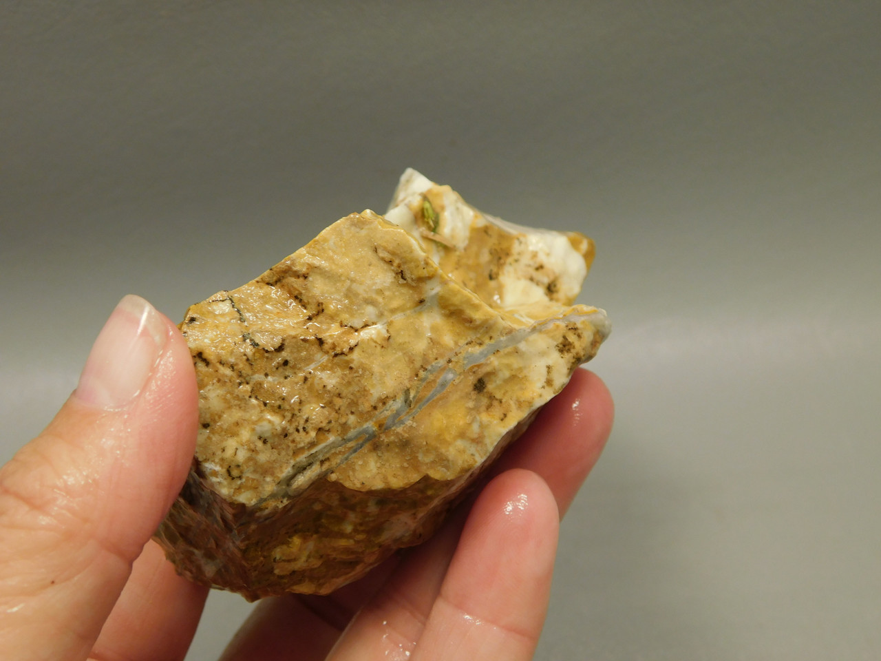 Spotted Fawn Stone or Tigilitis Lapidary Rough Rock #O5