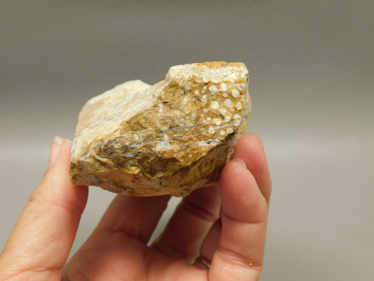 Spotted Fawn Stone or Tigilitis Lapidary Rough Rock #O5