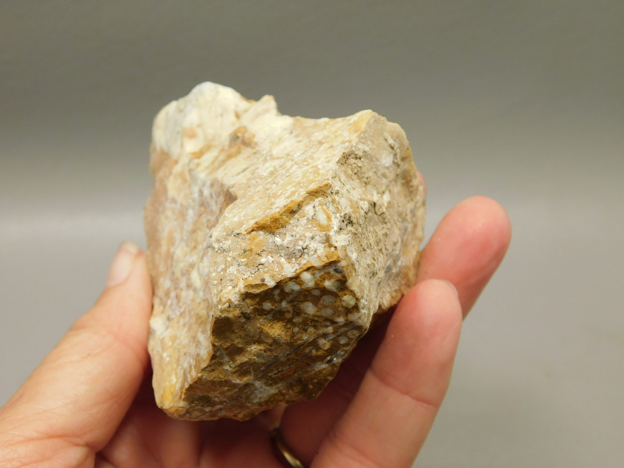 Spotted Fawn Stone or Tigilitis Lapidary Rough Rock #O5