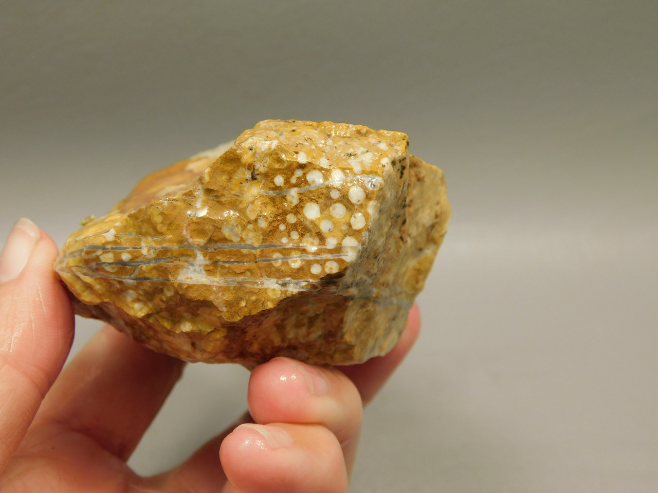 Spotted Fawn Stone or Tigilitis Lapidary Rough Rock #O5