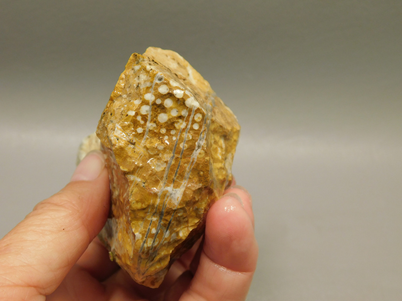 Spotted Fawn Stone or Tigilitis Lapidary Rough Rock #O5