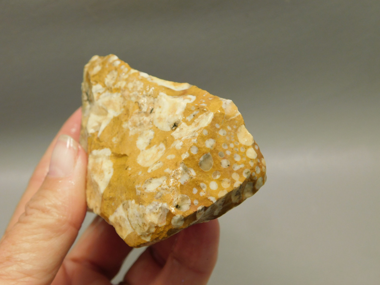 Spotted Fawn Stone or Tigilitis Lapidary Rough Rock #O6