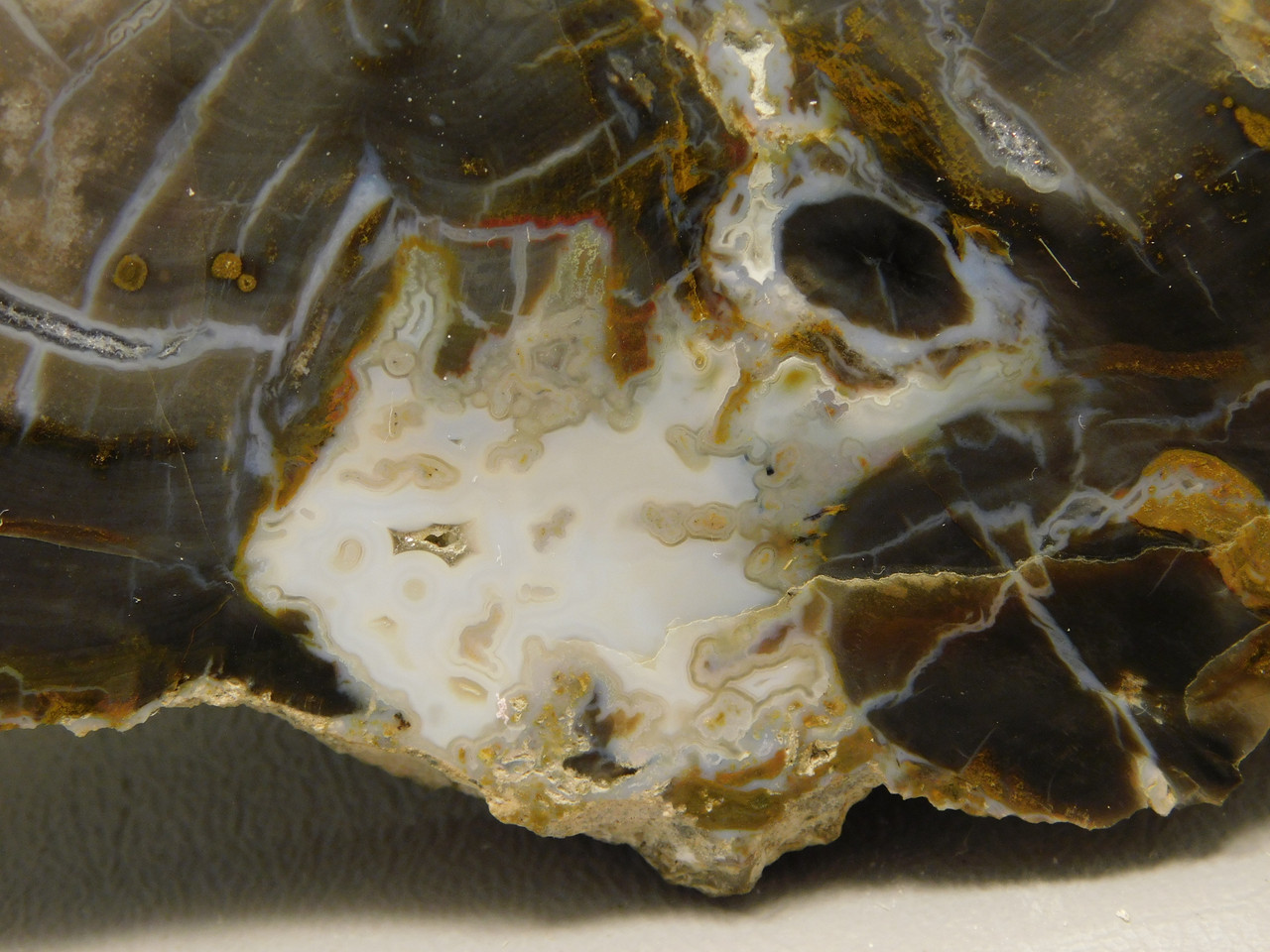 Petrified Wood Round Polished Rock Hanksville Utah #Ox83-10