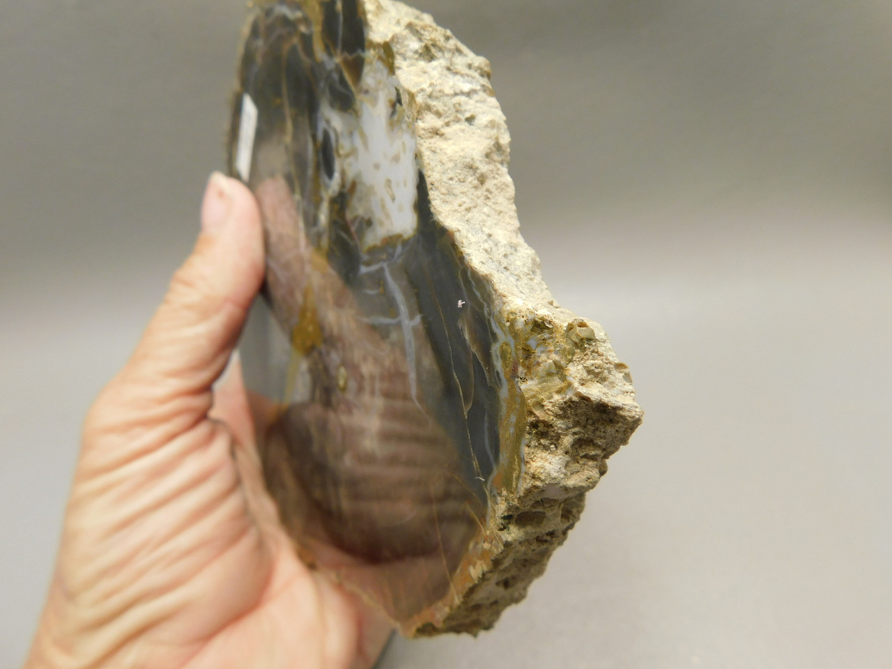 Petrified Wood Round Polished Rock Hanksville Utah #Ox83-10