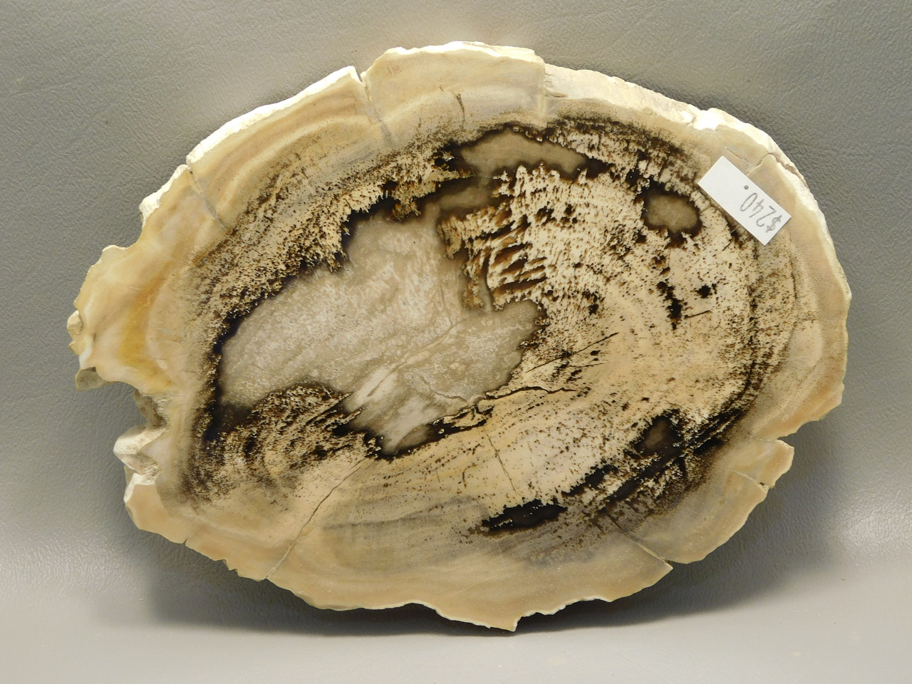 Petrified Wood Polished Round Yakima Canyon, WA #O134-69