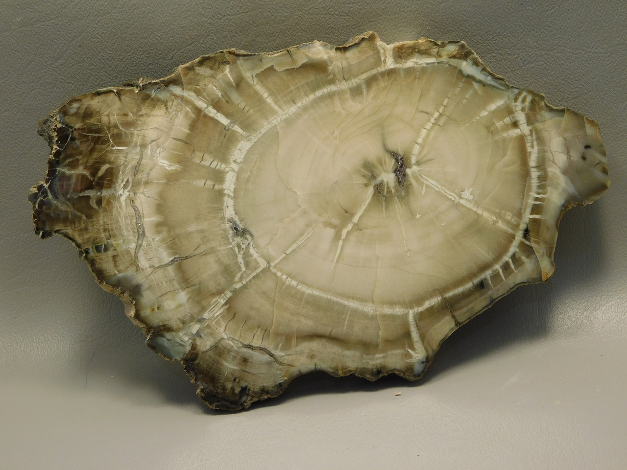 Petrified Wood Woodworthia Polished Round Slab Arizona #O2123-62