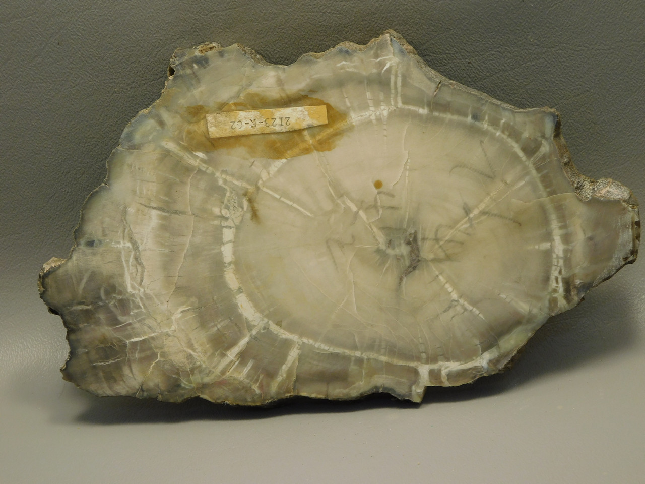 Petrified Wood Woodworthia Polished Round Slab Arizona #O2123-62
