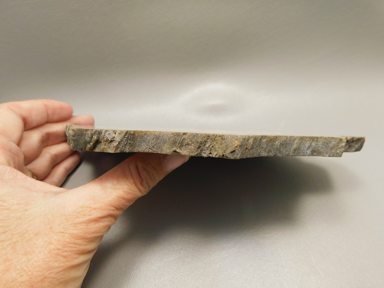 Petrified Wood Woodworthia Polished Round Slab Arizona #O2123-62