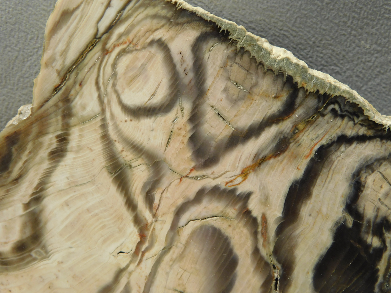 Petrified Wood Polished Slab Vantage Washington #O154-2