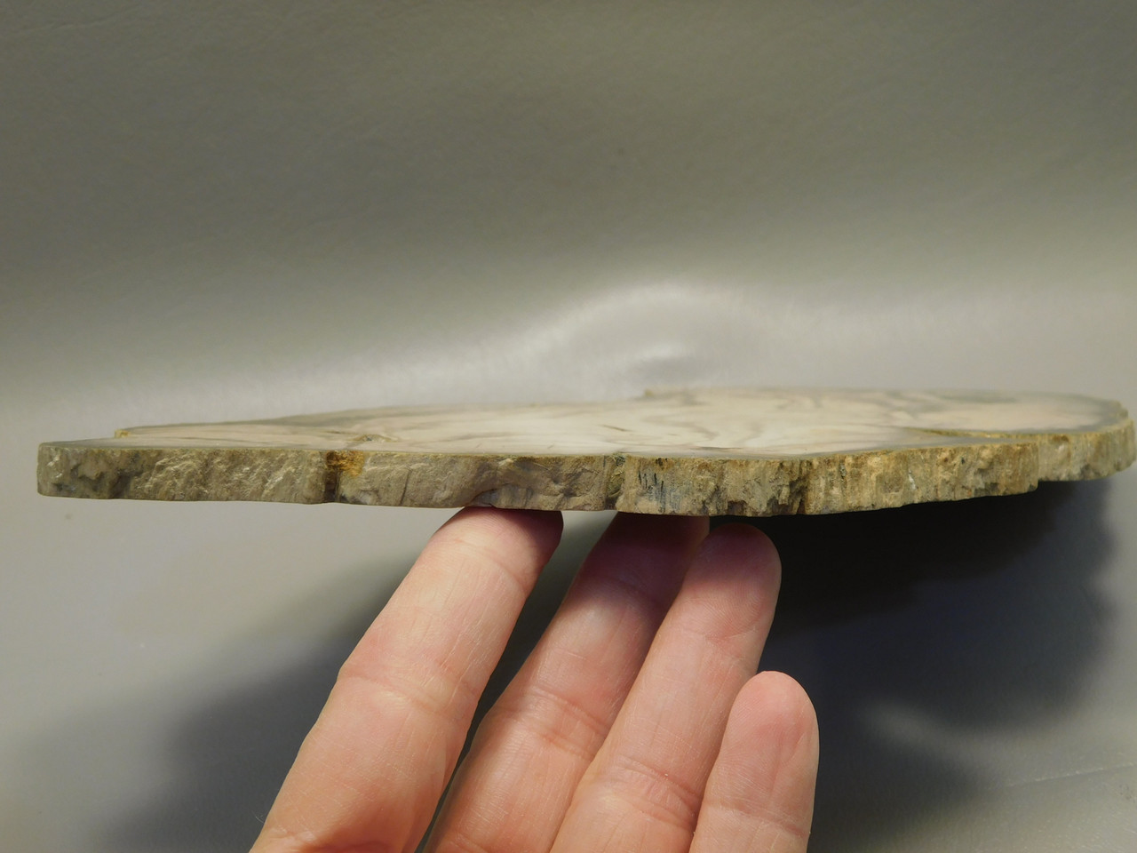 Petrified Wood Polished Slab Vantage Washington #O154-2