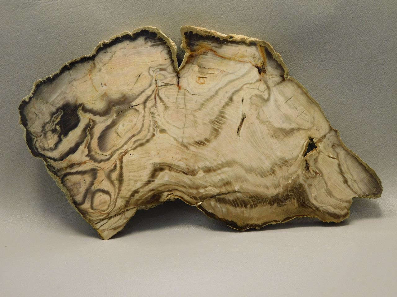 Petrified Wood Polished Slab Vantage Washington #O154-2