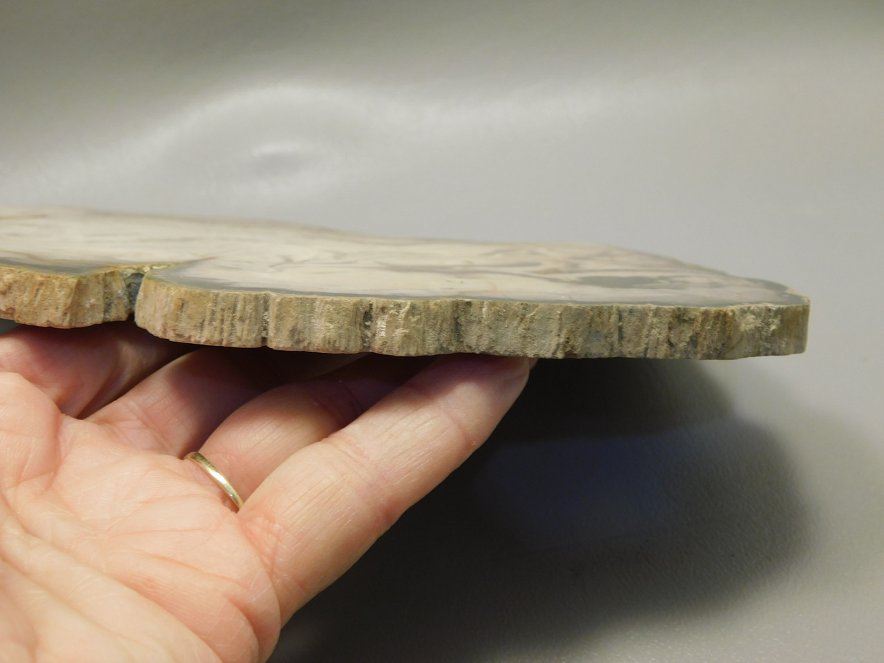 Petrified Wood Polished Slab Vantage Washington #O154-2