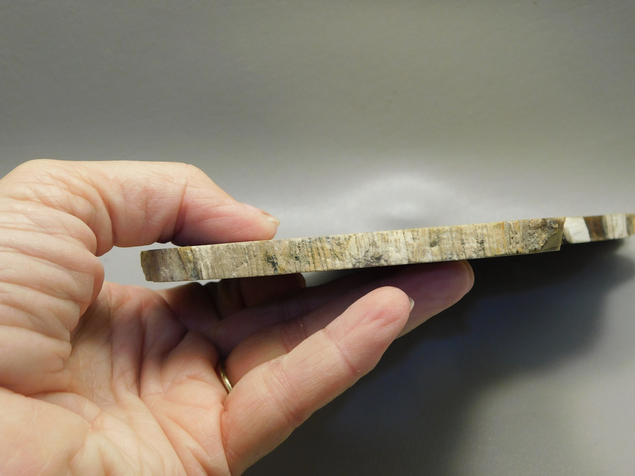 Petrified Wood Polished Slab Vantage Washington #O154-2