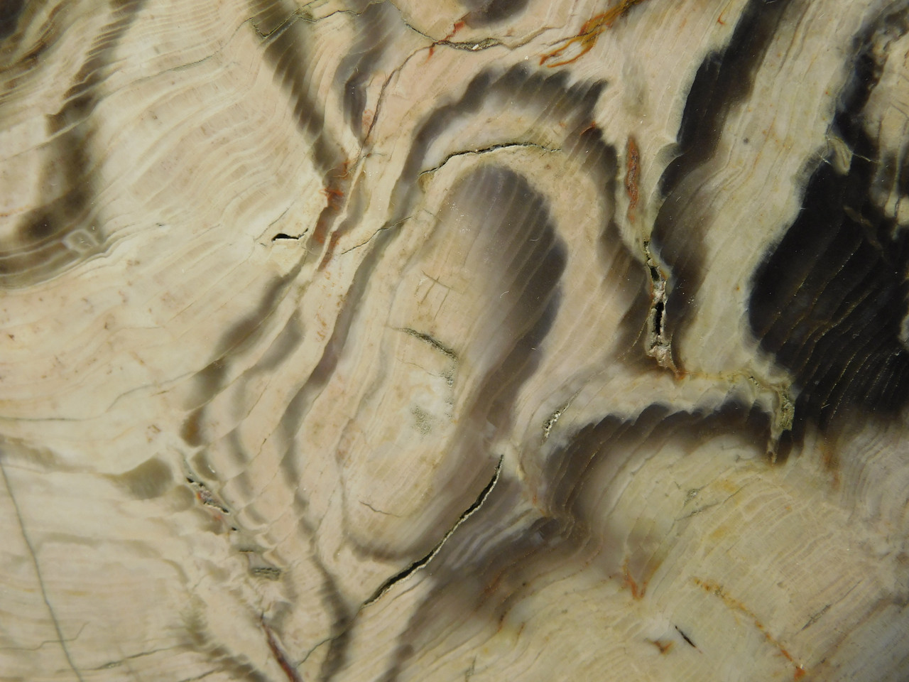 Petrified Wood Polished Slab Vantage Washington #O154-2