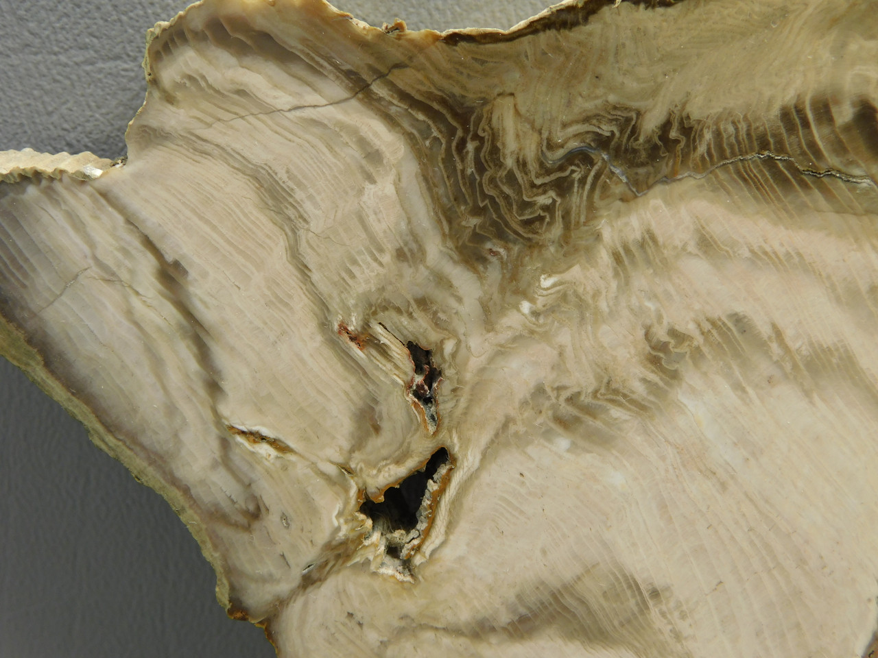 Petrified Wood Polished Slab Vantage Washington #O154-2