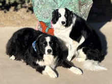 Crystal Healing for Your Pet