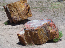 Where is Petrified Wood Found?