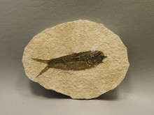 ​The Green River Fossil Formation