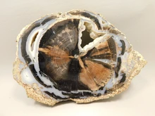 Petrified Wood Identifying Features
