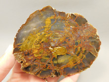 The Colors of Petrified Wood
