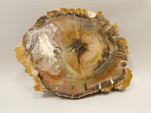 Petrified Wood and Fungus  