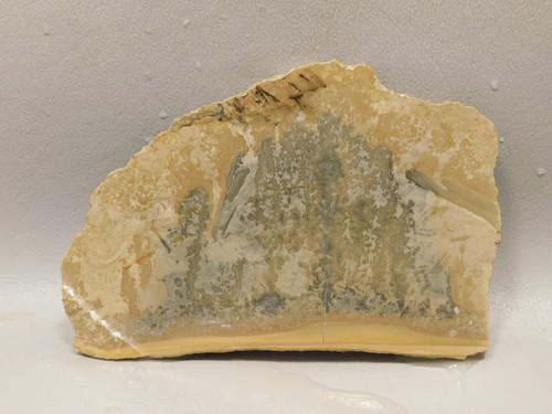 Cotham Marble Unpolished Stone Slab Stromatolite Rough Rock #O14