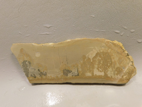 Cotham Marble Unpolished Stone Slab Stromatolite Rough Rock #O17