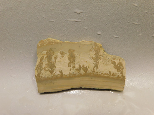 Cotham Marble Unpolished Stone Slab Stromatolite Rough Rock #O16