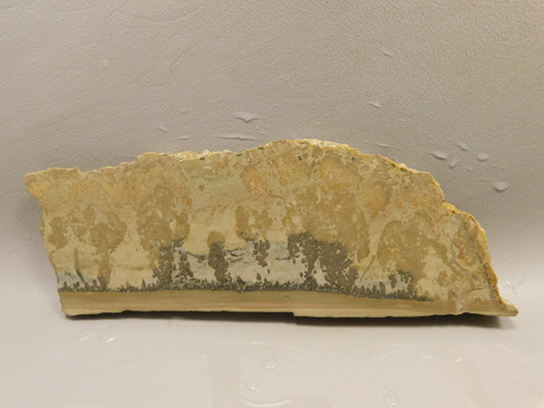 Cotham Marble Unpolished Stone Slab Stromatolite Rough Rock #O10