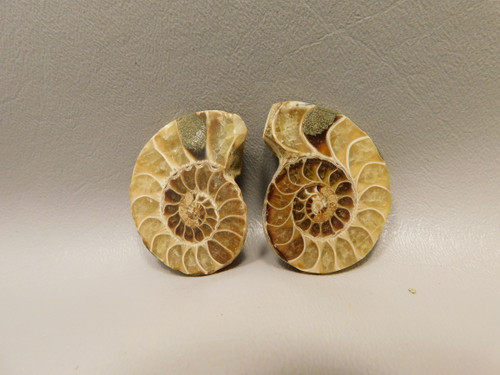 Ammonite Fossil 1.7 inch Polished Pair Natural Collector Stocking Stuffer #O3