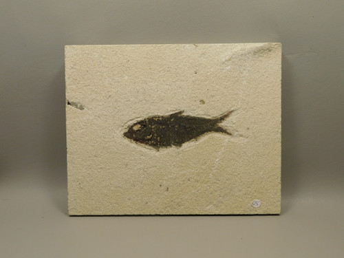 Fossil Fish 8 inch Eocene Period Knightia Eocaena Fossil Lake Green River Wyoming #O5