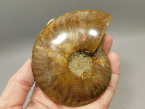 Ammonite Ammolite Fossil Large 3.75 inch Polished Natural Collector Specimen #O1