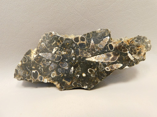 Turritella Agate Natural Shell Fossil Polished Rock #O13
