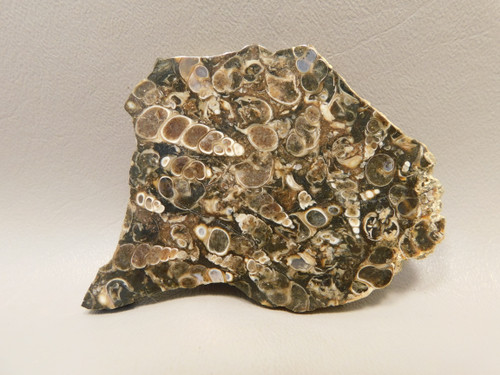 Turritella Agate Natural Shell Fossil Polished Rock #O15